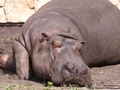 Kolor hipopotamiej skóry jest zróżnicowany: na grzbiecie jasno brązowy, ciemno szary, u niektórych osobników niemal czarny, a w miarę przybliżania się do brzucha coraz jaśniejszy, na brzuchu różowiutki. Na nosie i brzuchu hipopotamy często mają ciemne łatki. 
